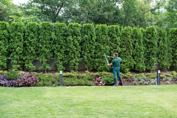 Organic Lawn Care Solutions in Lake Erie Beach, NY