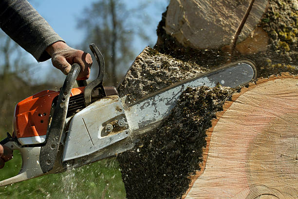 Best Tree Mulching  in Lake Erie Beach, NY